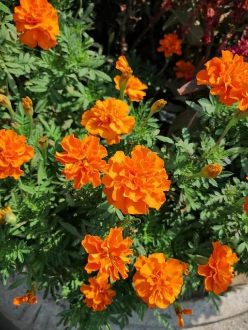 華為麥芒7首發(fā)上手評(píng)測：顏值頗為驚喜！更有驚人的Al四攝