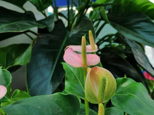 華為麥芒7評測 拍照性能續(xù)航齊頭并進(jìn)