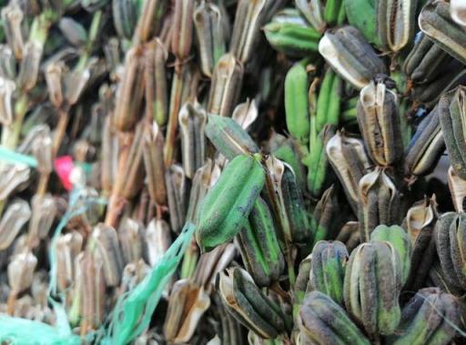 AI前后四攝、華為麥芒7上手體驗，你想知道的有這些