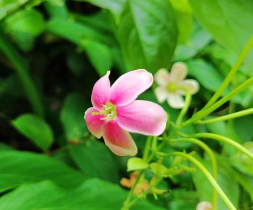 華為麥芒7值得購買嗎，有哪些亮點(diǎn)？來看看這深度評(píng)測(cè)