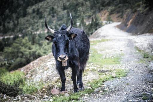波濤？山路？風(fēng)雨兼程，麥芒無懼挑戰(zhàn)