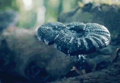 皺紋怕什么？植物醫(yī)生紫靈芝晚安面膜“對癥下藥”