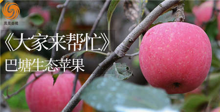 3500米的巴塘蘋果您嘗過么？京東眾籌聯(lián)手鳳凰衛(wèi)視帶來一份厚禮