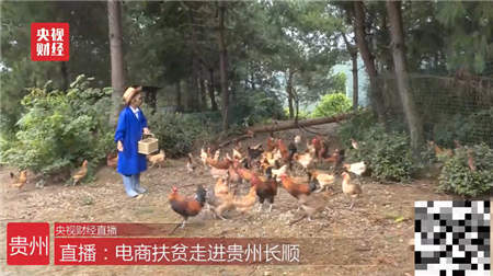 上網(wǎng)上街上蘇寧 上山下鄉(xiāng)真扶貧：蘇寧雙十一攜手央視助銷長(zhǎng)順綠殼雞蛋