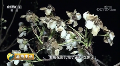屢獲央視點(diǎn)贊的蘇寧電商扶貧到底是什么樣的？兩個(gè)字：造血