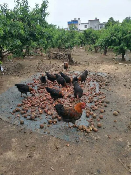 美菜網(wǎng)志愿者回鄉(xiāng)助農(nóng)，助力鄉(xiāng)村振興