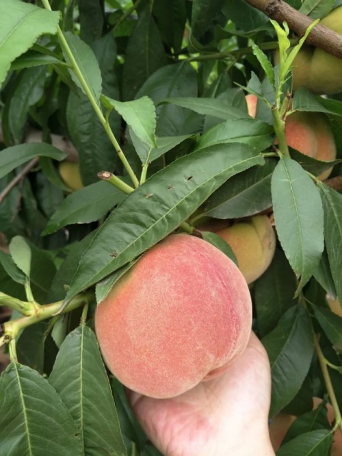 美菜網(wǎng)志愿者回鄉(xiāng)助農(nóng)，助力鄉(xiāng)村振興
