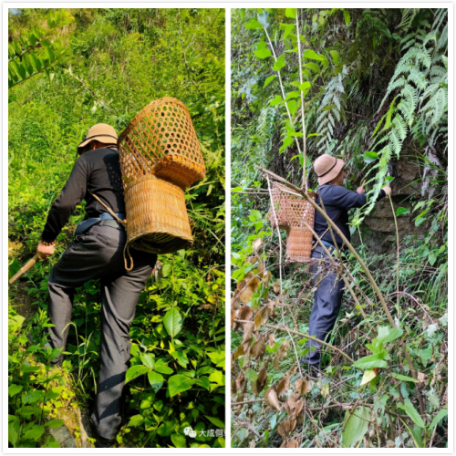 大成侗草：侗草秘藥，百年傳承