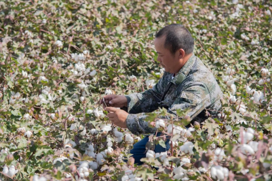 智能農(nóng)機(jī)助力新疆棉花生產(chǎn)，今年同比增長(zhǎng)4.1%