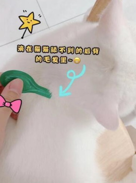 貓咪一定要做好體外驅(qū)蟲! 體外驅(qū)蟲首選小寵虱敵！