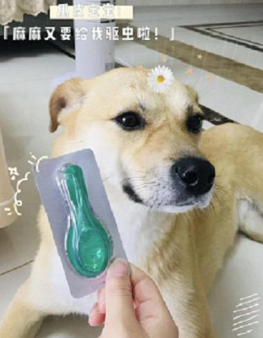 寵物驅蟲必備！體外驅蟲看小寵虱敵