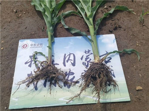 減肥4500噸，中和農(nóng)信助力推進農(nóng)業(yè)低碳循環(huán)發(fā)展