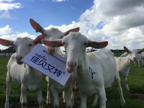 綿羊奶和山羊奶哪個(gè)更好？深度了解兩者有何不同