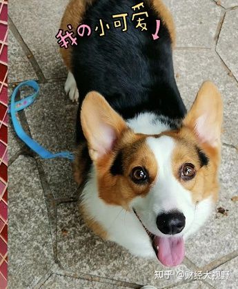 怕狗狗脫毛啦！我的小寵益修膚使用心得