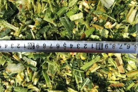 收青貯、備口糧，認(rèn)養(yǎng)一頭牛奶牛吃得有講究