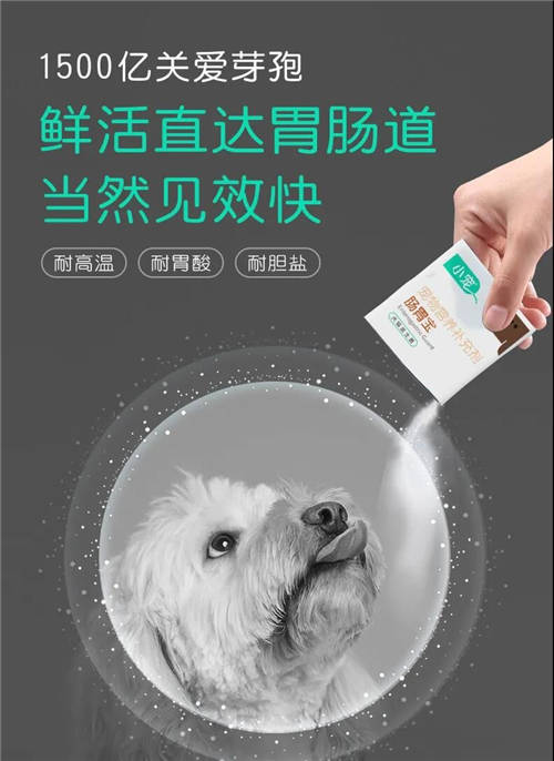 耐高溫、耐胃酸、耐膽鹽！小寵腸胃寶真正適合寵物的益生菌