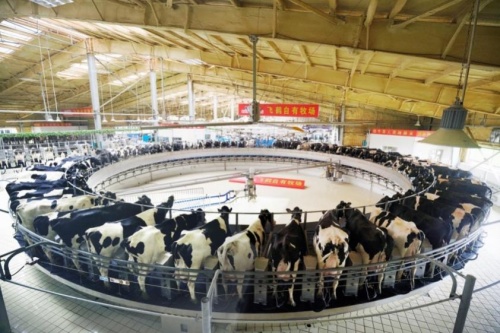 飛鶴奶粉怎么樣？以穩(wěn)健發(fā)展模式，夯實(shí)國(guó)產(chǎn)乳業(yè)地位