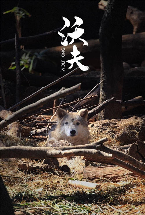 傳遞公益之美！七匹狼認(rèn)養(yǎng)狼王“沃夫”，以行動賦能生態(tài)圈