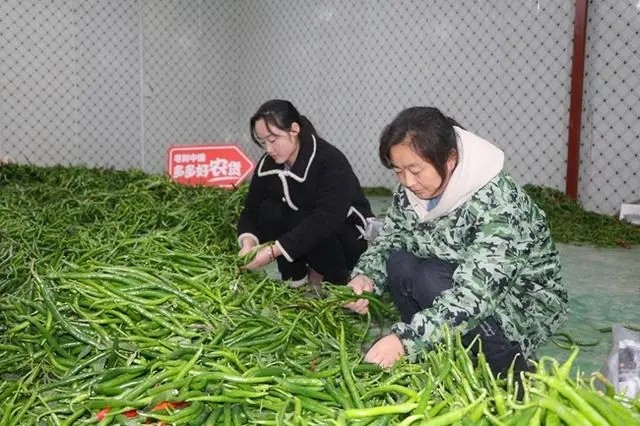 現(xiàn)摘現(xiàn)發(fā)是最適宜當?shù)丨h(huán)境，也是保持辣椒口感最好的辦法.jpg
