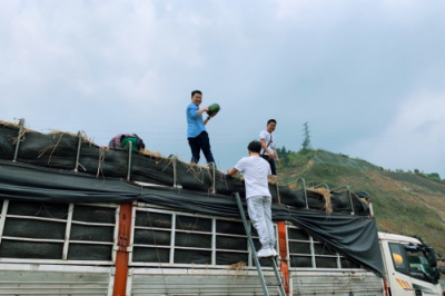 松鼠拼拼搶灘東南亞鮮果叢林，創(chuàng)始人楊俊奔赴源頭直采
