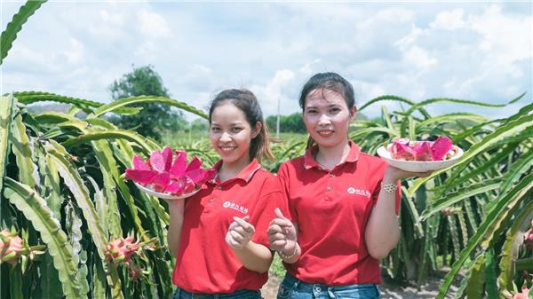 蘇寧快消再下一城，“包圓”越南3萬畝火龍果基地