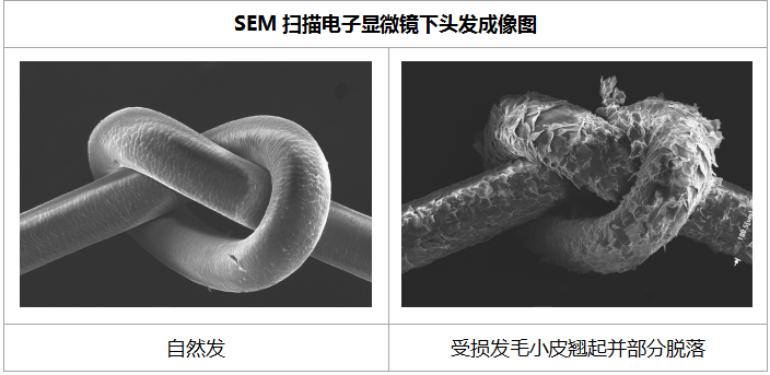 歷經(jīng)研究1600千米真人頭發(fā)，戴森頭發(fā)科學(xué)關(guān)懷你的發(fā)絲健康