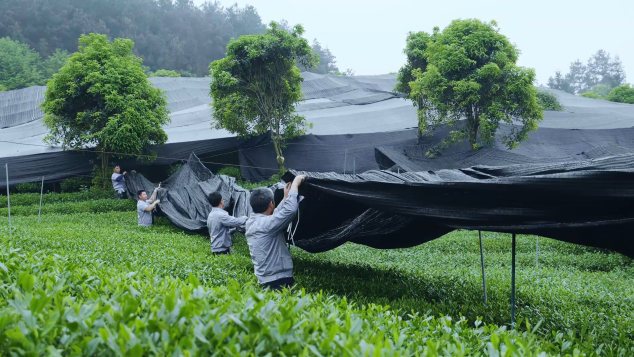 在中國，你喝到真抹茶的概率有多大？