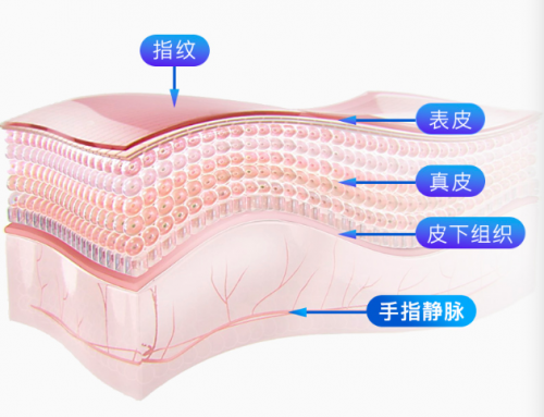 指紋解鎖出現(xiàn)安全隱患，何不試試指靜脈智能鎖？