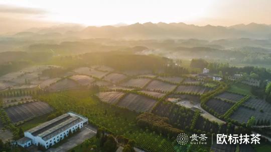 從小眾到主流，打造抹茶超級IP