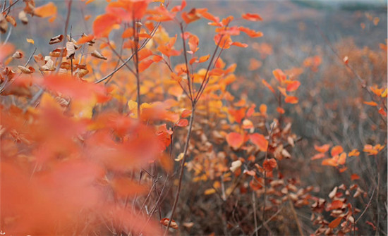 精明“錯峰游”看這里!賞最美紅葉，住風情民宿，每一處都是仙境!