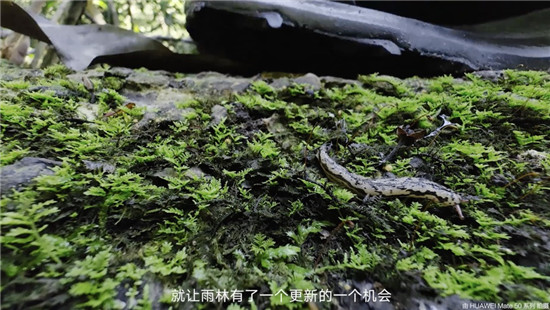 去雨林深處，聽大象長吟，自然紀(jì)錄片《尋象》正式上線！
