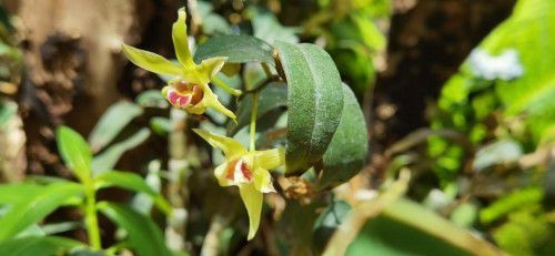 植物醫(yī)生傾情呈獻(xiàn)，石斛蘭面膜帶你共赴高山秘境