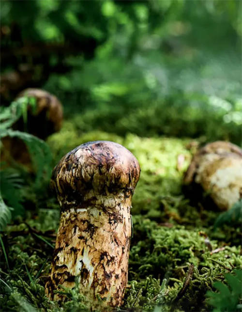 植物醫(yī)生松茸面膜彰顯高山護膚力，植萃成分守護年輕肌