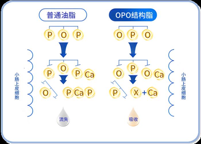 OPO在奶粉中的作用與功效有哪些？精準(zhǔn)科普助力選奶